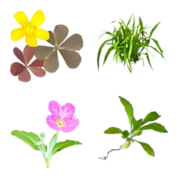 そこらへんのかわいい雑草♡写真絵文字